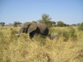 More Elephants in Tarangire NP